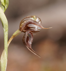 Pterostylis cheraphila