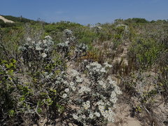 Achyranthemum argenteum
