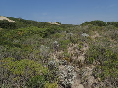 Achyranthemum argenteum