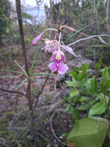 Psychilis macconnelliae, photograph 4