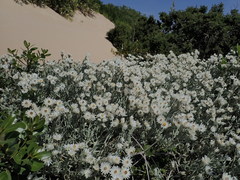 Achyranthemum argenteum