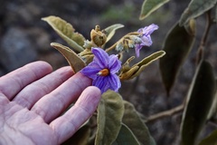 Solanum hindsianum