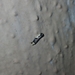 Monopis