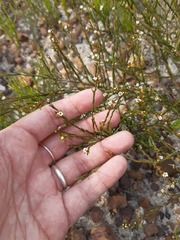 Coleonema juniperinum