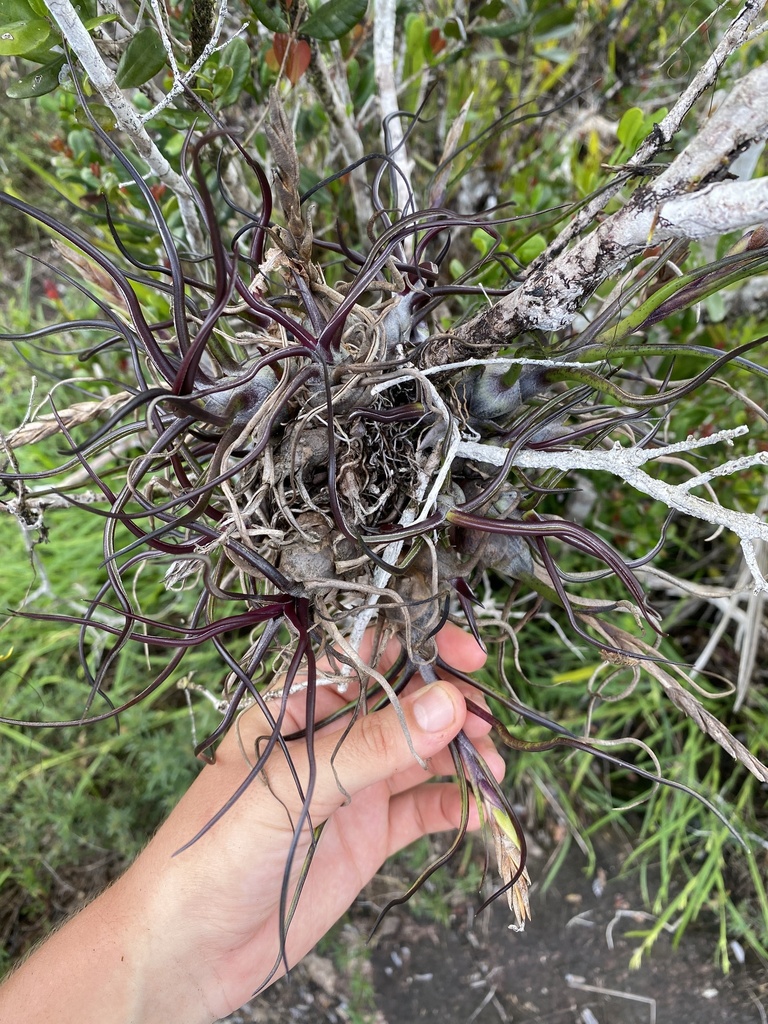 Tillandsia Bulbosa