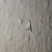 Crambidae