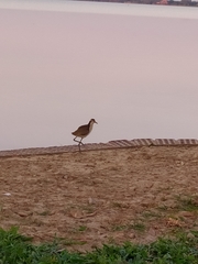 Jacana jacana
