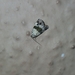 Maliattha signifera