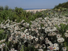 Achyranthemum argenteum