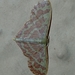 Lophophleps phoenicoptera