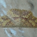 Chrysocraspeda
