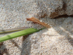 Gladiolus gueinzii