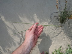 Gladiolus gueinzii