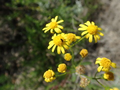 Senecio litorosus