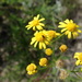 Senecio litorosus - Photo (c) Adriaan Grobler, some rights reserved (CC BY-NC), uploaded by Adriaan Grobler