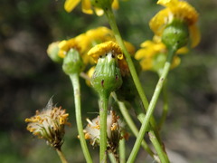 Senecio litorosus