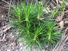 Stylidium productum