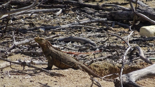 Cuban Ground Iguana