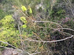 Melaleuca linearis acerosa