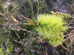 Melaleuca linearis acerosa