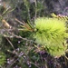 Pine-leaved Bottlebrush - Photo (c) Thomas Mesaglio, some rights reserved (CC BY), uploaded by Thomas Mesaglio