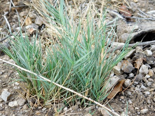 Distichlis spicata