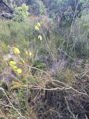 Melaleuca linearis acerosa