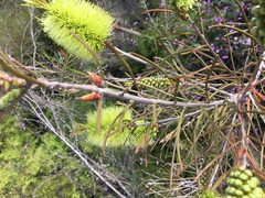 Melaleuca linearis acerosa
