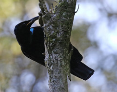 Ptiloris paradiseus