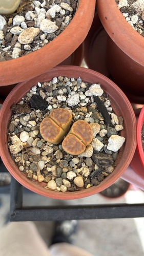Lithops rooi hort. ex Oesterr. 2