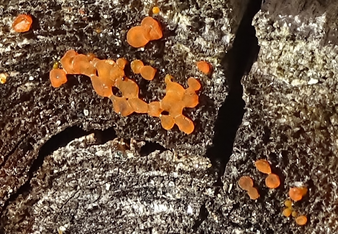 Dacrymyces chrysospermus image