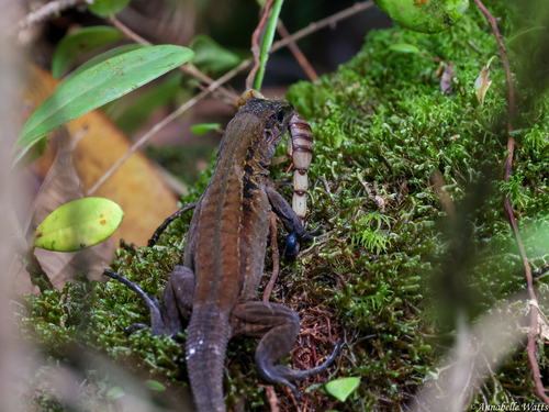 Middle American Ameiva, Limón Province, Guapiles, Costa Rica, photo 8 of 10