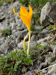 Crocus scharojanii