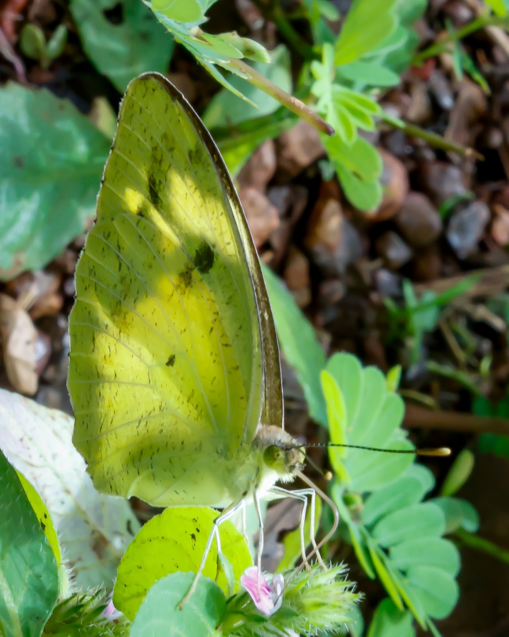 Yellow Orange-Tip