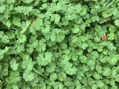 Geranium rotundifolium