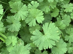 Geranium rotundifolium