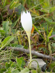 Crocus vallicola