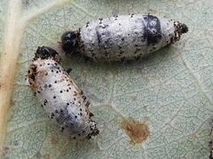 Hyposoter fugitivus