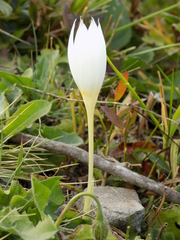Crocus vallicola