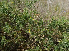 Melolobium candicans