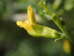 Melolobium candicans
