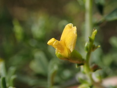 Melolobium candicans