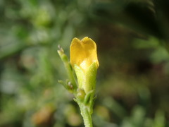 Melolobium candicans