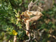 Melolobium candicans
