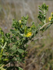 Melolobium candicans