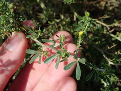 Melolobium candicans