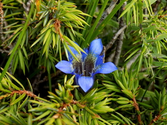 Gentiana septemfida