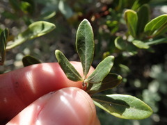 Rhoicissus tridentata