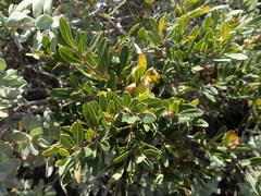 Rhoicissus tridentata