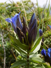 Gentiana septemfida